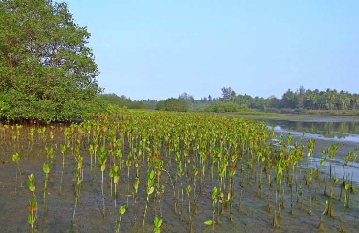 progetto riforestare mangrovie Senegal