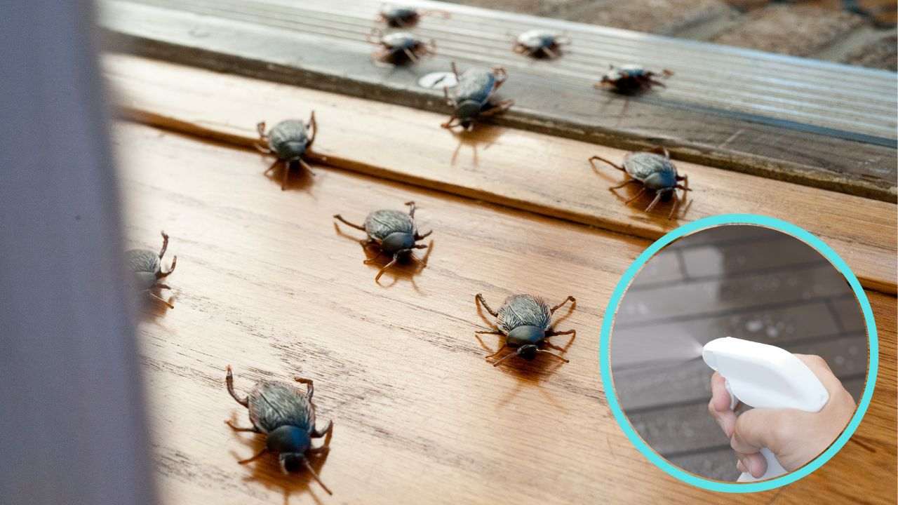 Mix letale insetti consigli