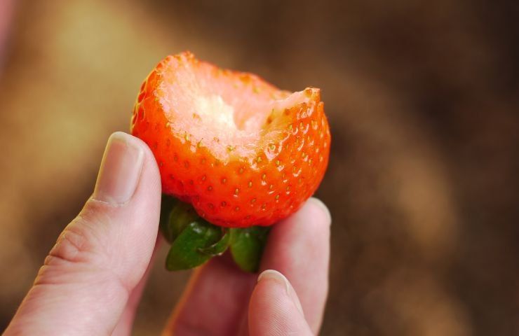 proprietà nutritive fragole