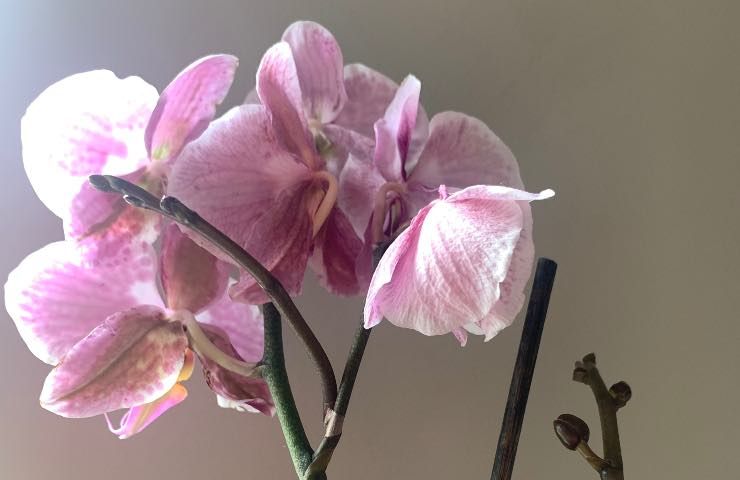 orchidea come curarla