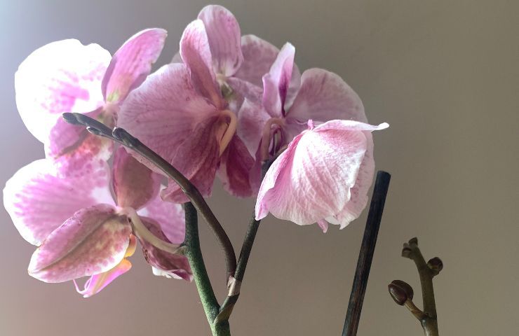 Orchidea booster spezia 