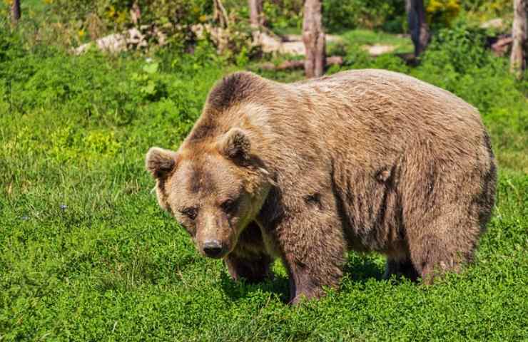 Cassonetti anti orso, tra 5 anni saranno disponibili