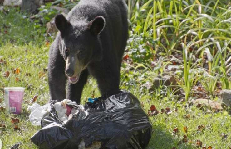 Cassonetti anti orso, tra 5 anni saranno disponibili