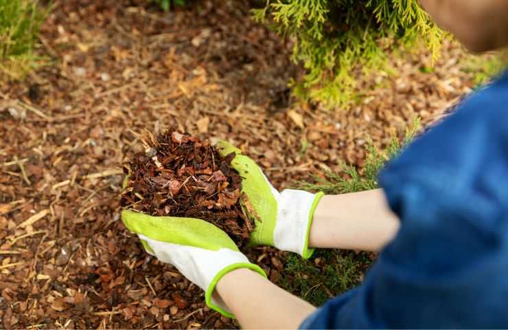 Pacciamatura naturale come farla 