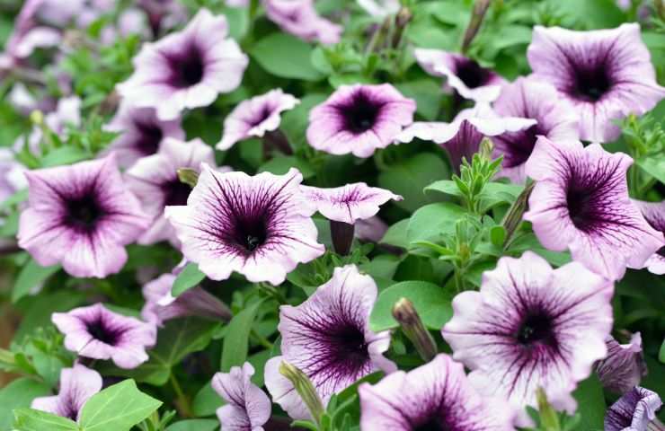 cure pianta petunia