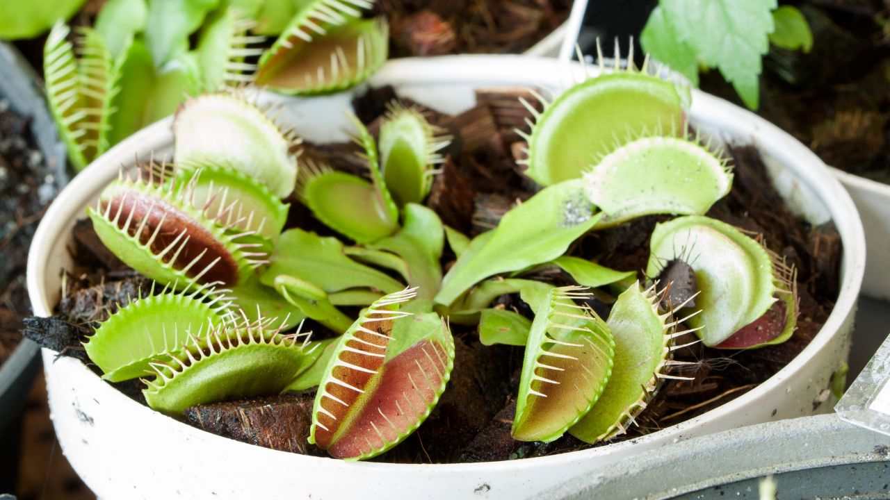 Pianta carnivora acchiappamosche dritte cura