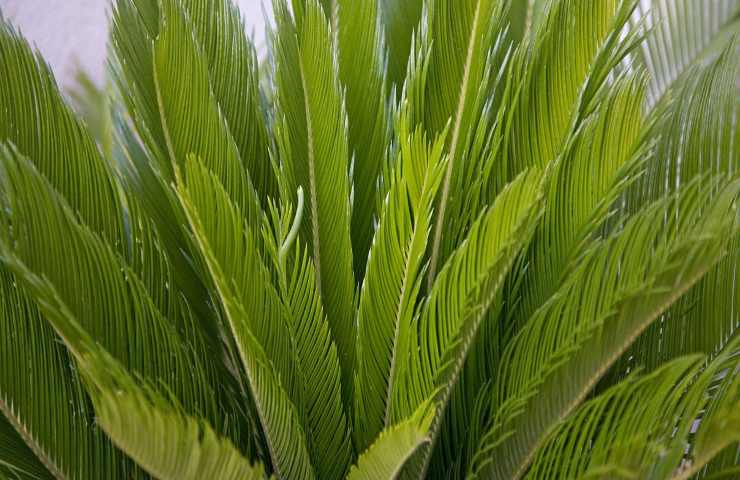 Cycas foglie macchie come intervenire 