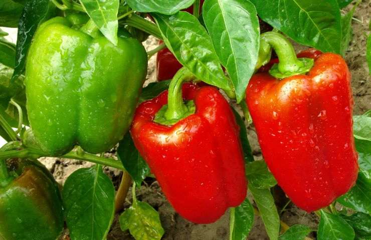 coltivare pianta peperoni cure