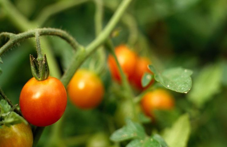 Pianta pomodori processo maturazione 