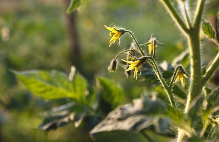 perché fiori pomodori cadono