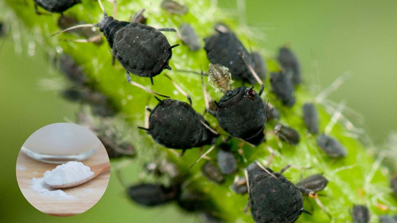 Pidocchi piante elininare bicarbonato