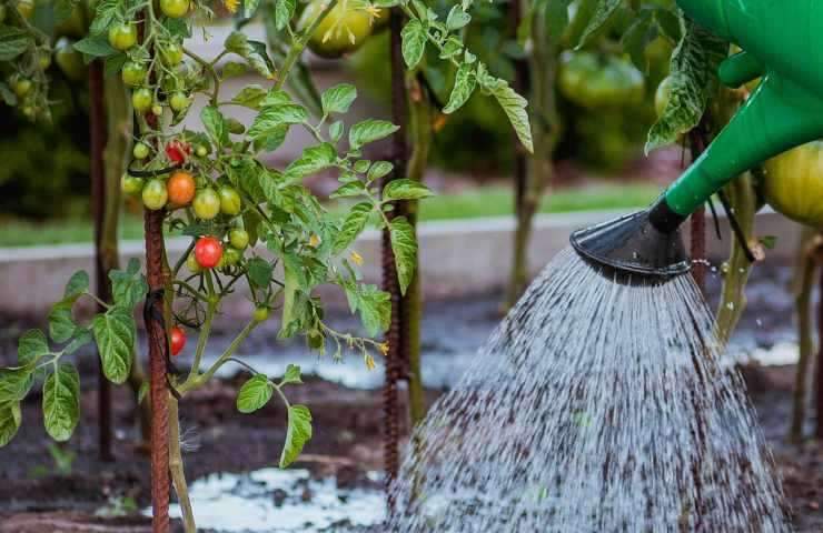 macerato pomodoro esecuzione 