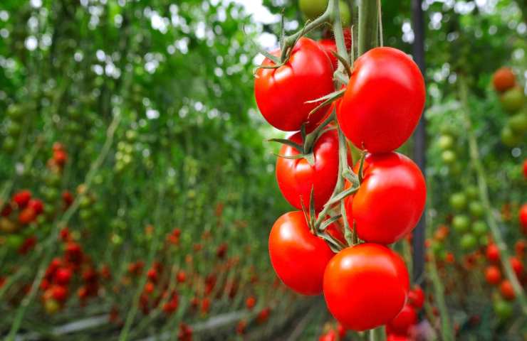 Pomodori dritte coltivazione