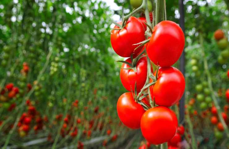 Pomodori dritte coltivazione 