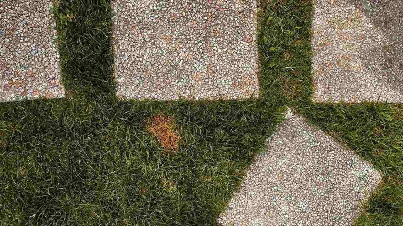 Prato macchie marroni-giallastre malattia