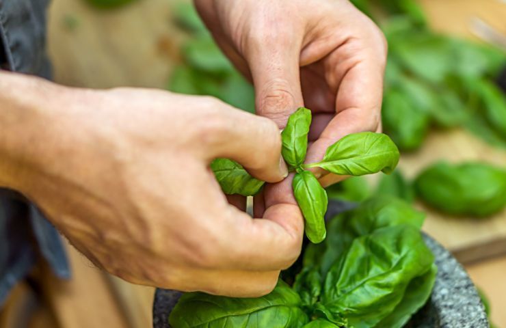 mantenere correttamente foglie basilico