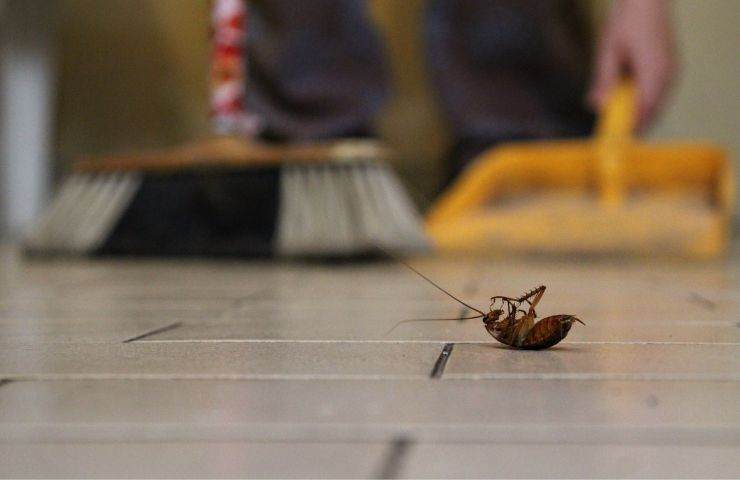 eliminare scarafaggi metodo lavare pavimenti 