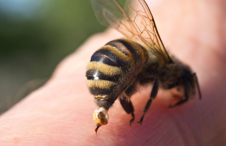 comportamento attaccati sciame api