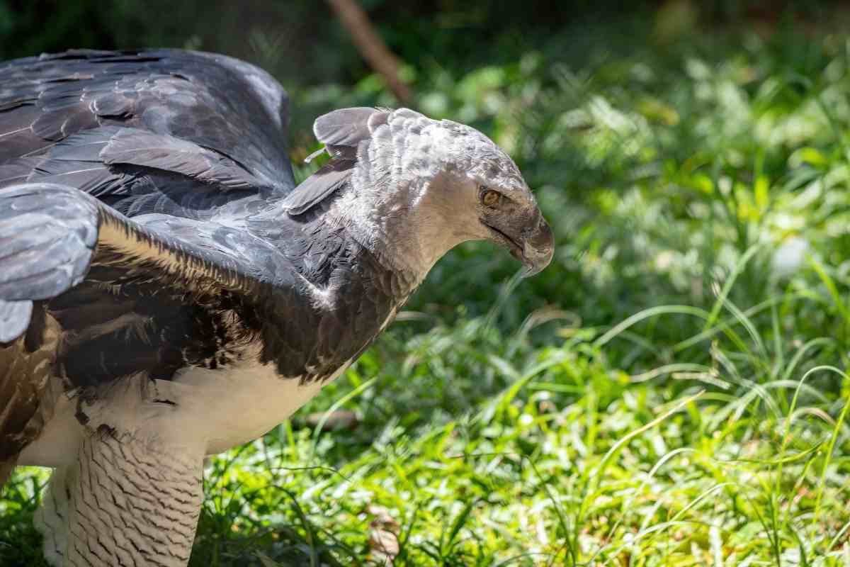 Quanto solleva un aquila arpia