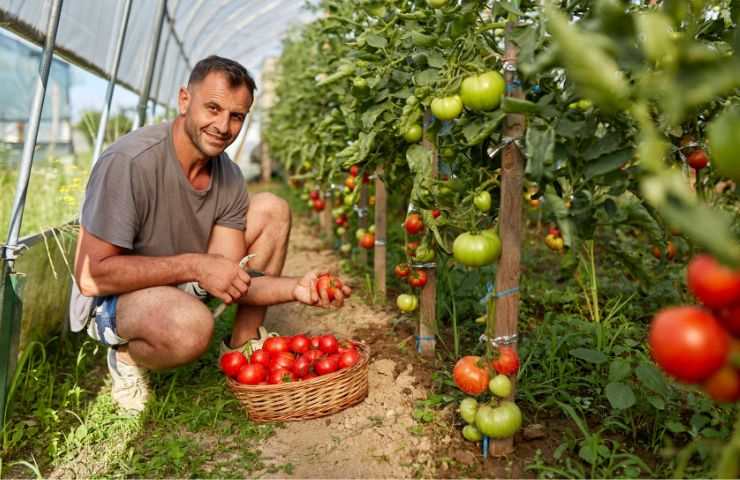 Raccolta pomodori maturazione 