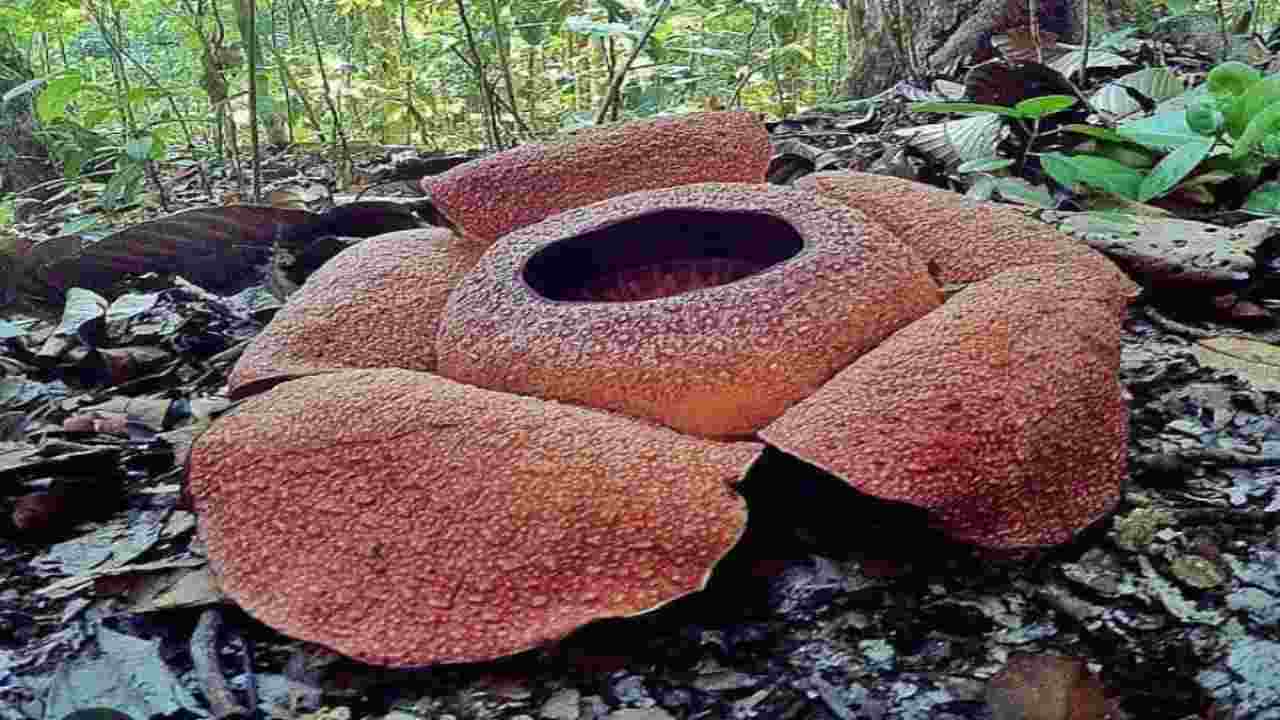 E' il fiore più grande e più puzzolente del mondo