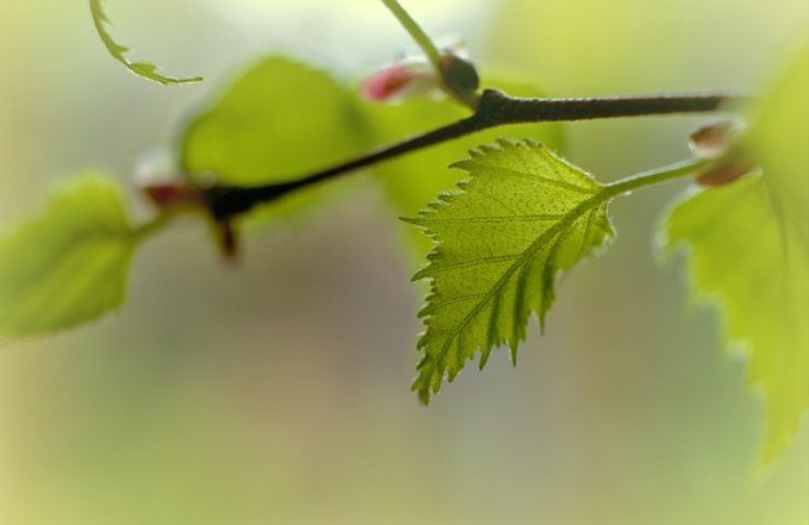 Betulla, la pianta amica delle donne