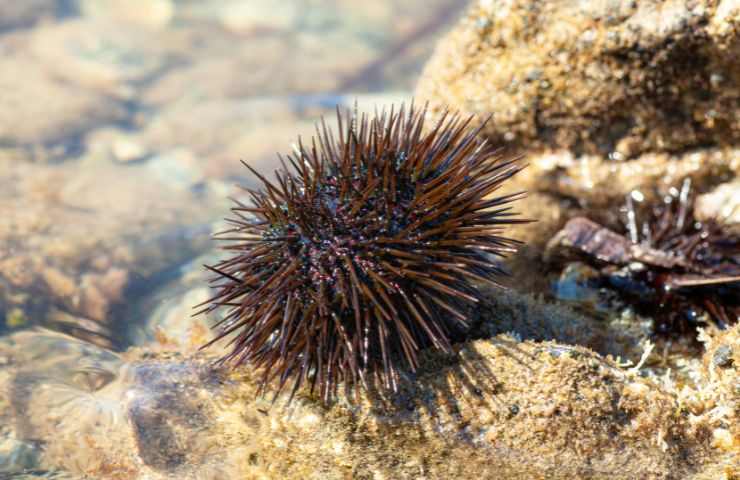 Riccio mare tutela leggi 