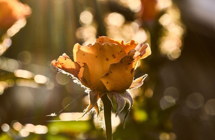 Rose piene di insetti rimedio casalingo