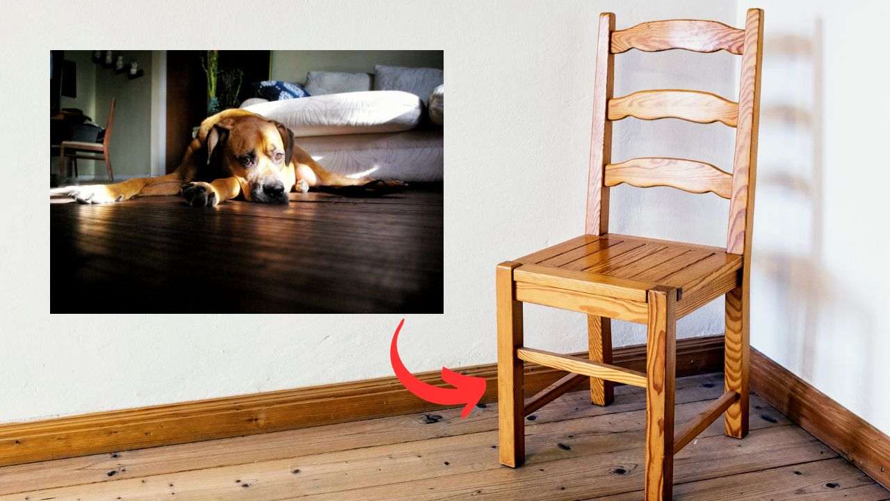 mobili legno rosicchiati cani