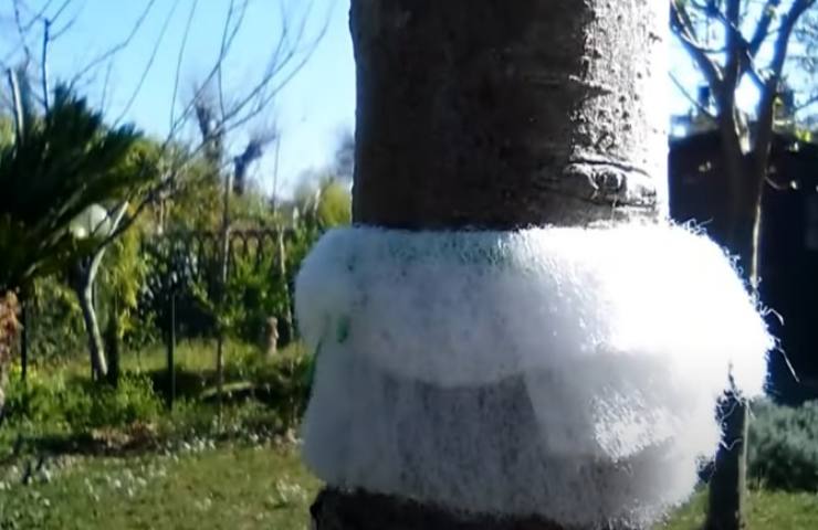 Sistema anti-formiche albero frutto 