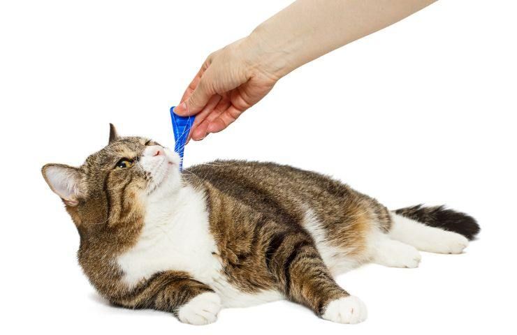 Soluzione anti-pulci gatto