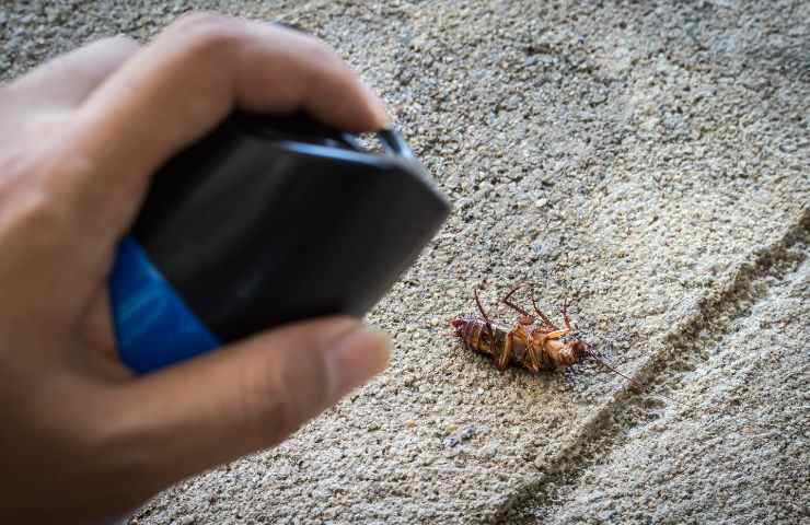 soluzione contro scarafaggi
