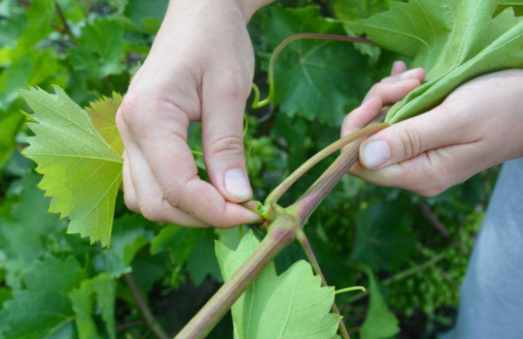 come effettuare potatura verde