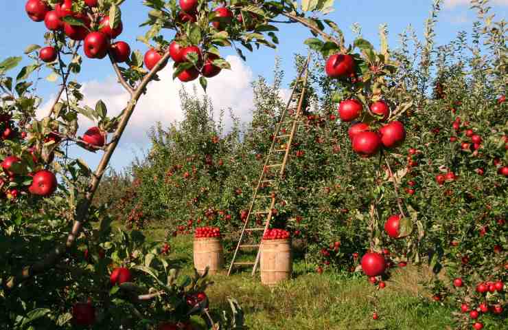 terreno, agricolo, recintare, leggi