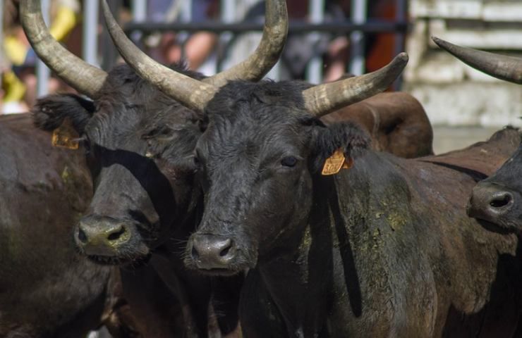 Uccisione dei tori, due animalisti aggrediti
