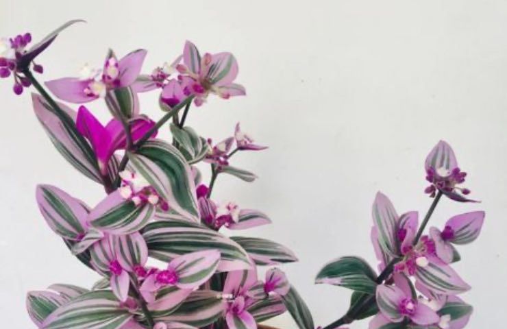 Tradescantia nanouk appesa curiosità