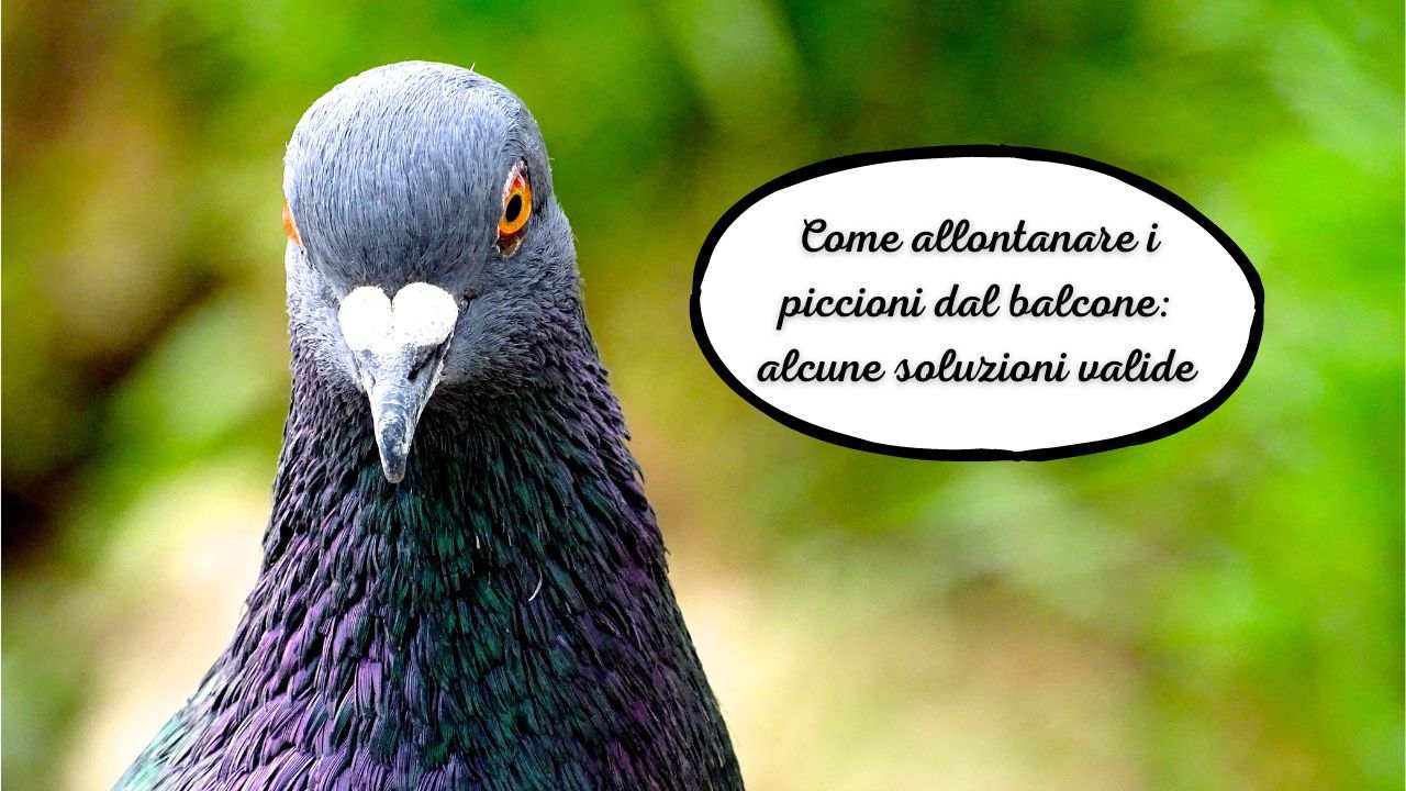 soluzioni allontanare piccioni balcone