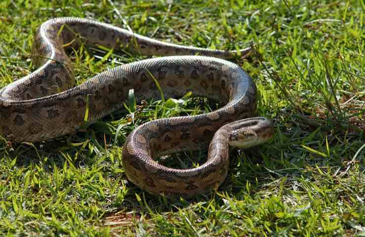 distinzione vipera biscia