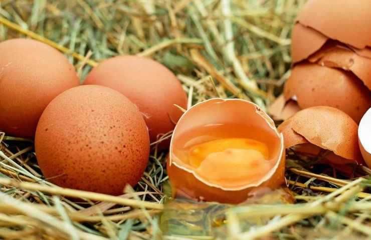 Uova guscio per proteggere orto