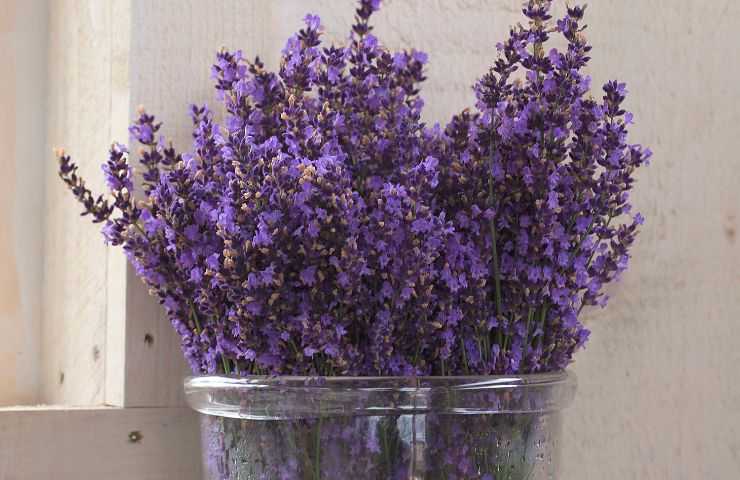 lavanda non mettere davanzale finestra 