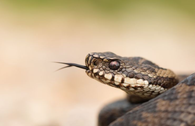 Veleno di vipera, gli effetti sul corpo sono sbalorditivi