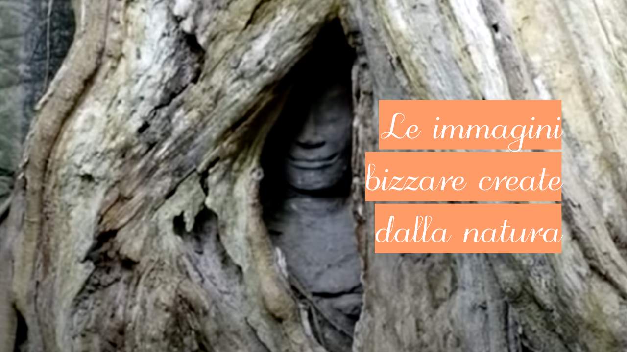 Immagini terribili natura