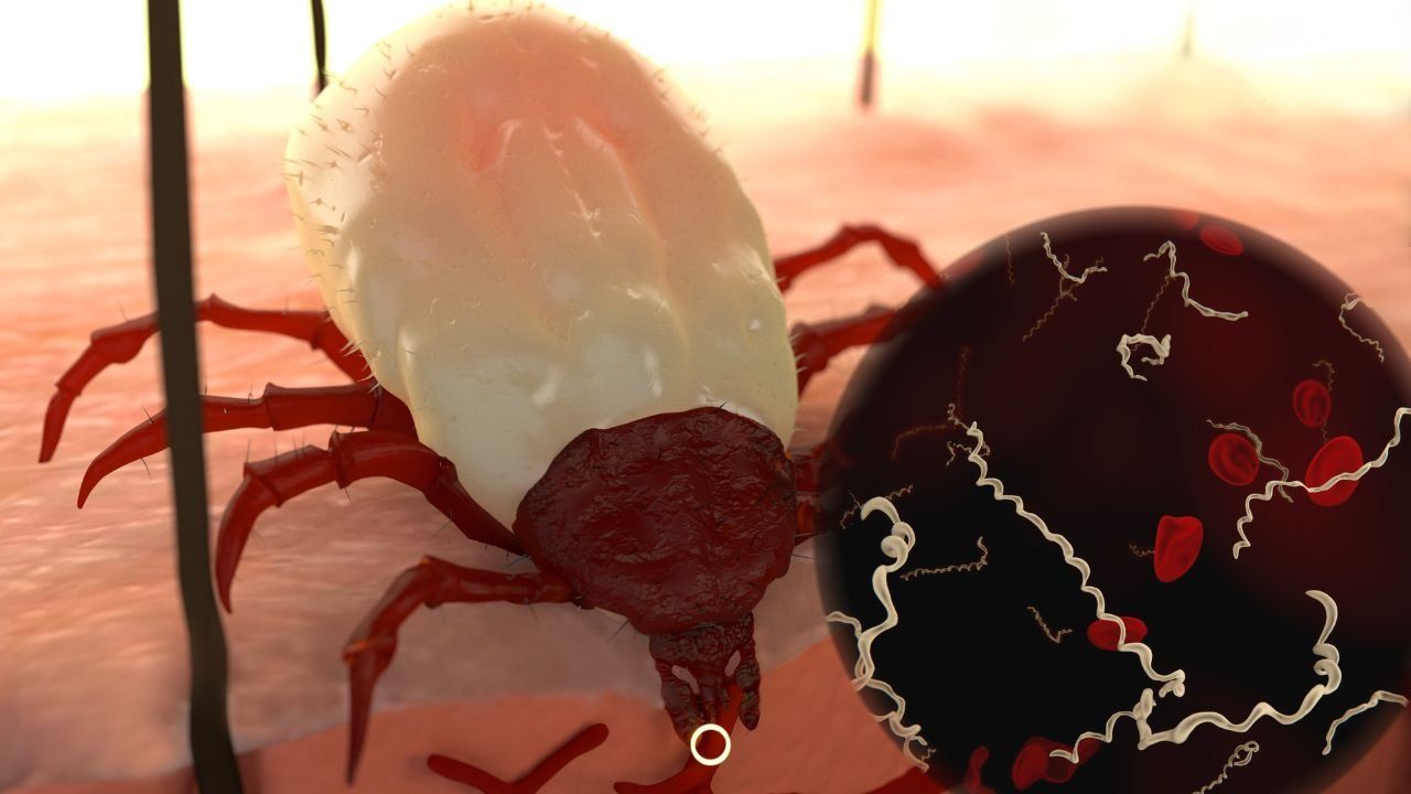 morso zecca come comportarsi