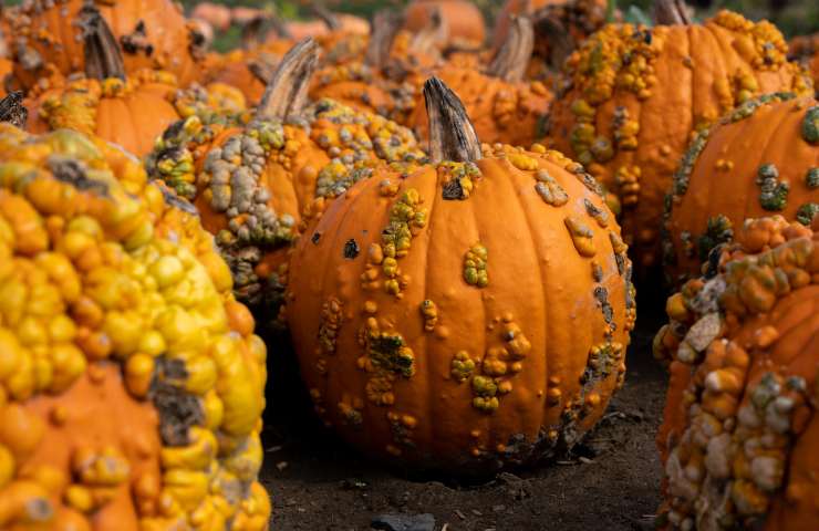 Zucca: l'alternativa alla plastica 