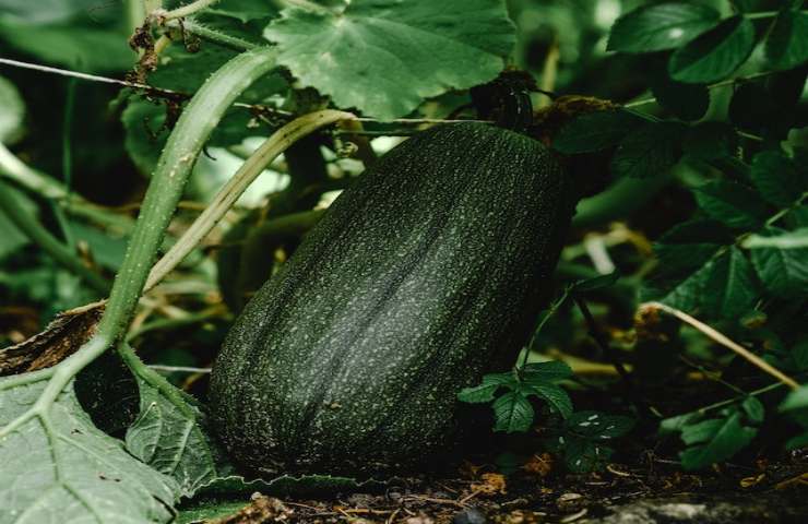 Zucchine, quando piantarle nell'orto