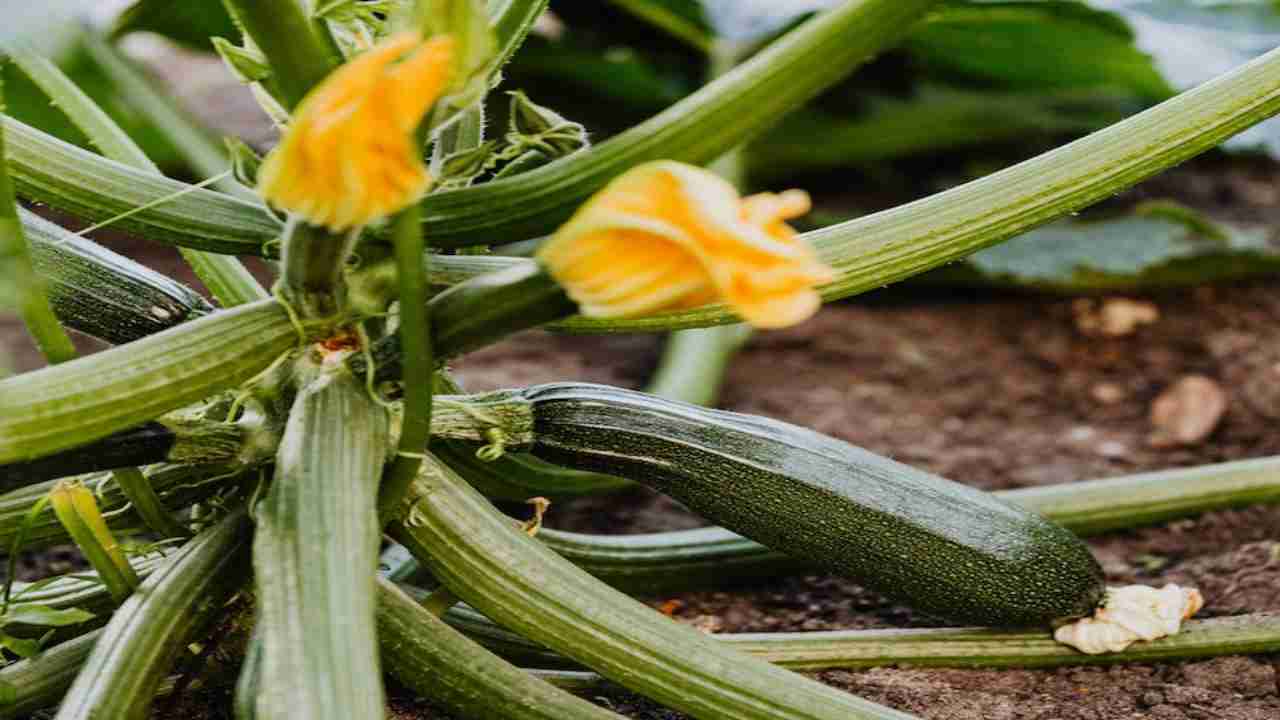 Zucchine, quando piantarle nell'orto una mini guida