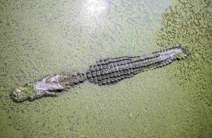 alligatore trovato fogna