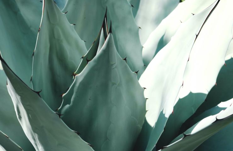 aloe pianta caratteristiche