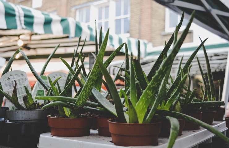 aloe caratteristiche utili 