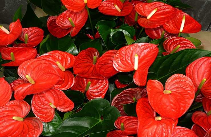 Anthurium sempre fiorito